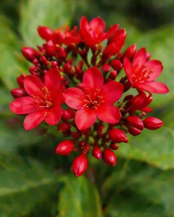 Jatropha_Plant_|_Grafted_Duttapriya_Flower_Plant_|_Red_Flower_Plant_|_Healthy_Live_Plant_Guaranteed