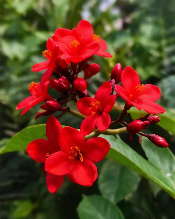Jatropha_Plant_|_Grafted_Duttapriya_Flower_Plant_|_Red_Flower_Plant_|_Healthy_Live_Plant_Guaranteed