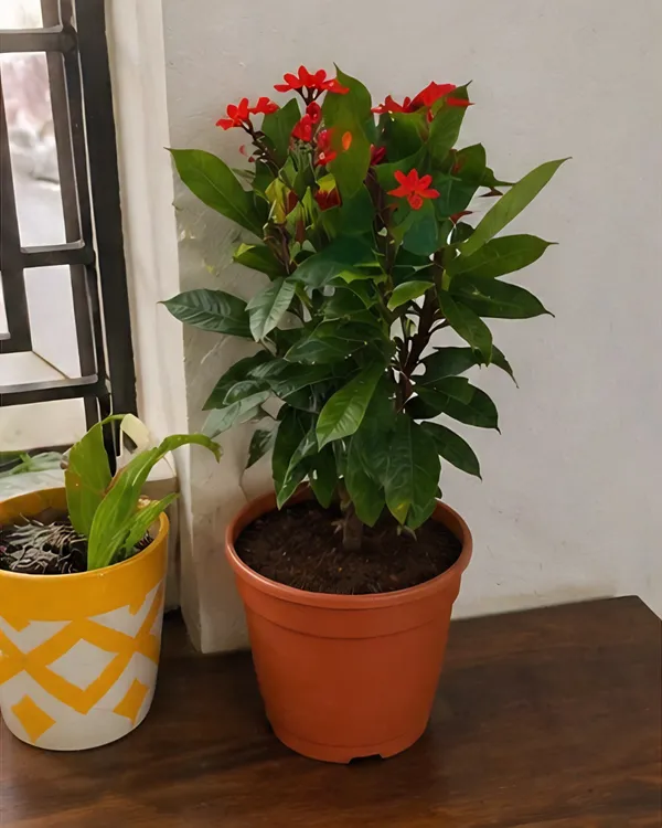 Jatropha_Plant_|_Grafted_Duttapriya_Flower_Plant_|_Red_Flower_Plant_|_Healthy_Live_Plant_Guaranteed