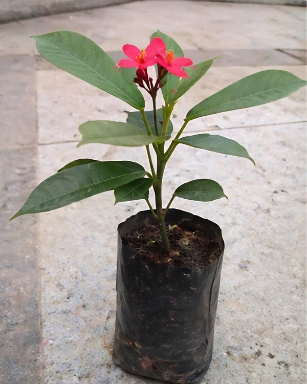 Jatropha_Plant_|_Grafted_Duttapriya_Flower_Plant_|_Red_Flower_Plant_|_Healthy_Live_Plant_Guaranteed