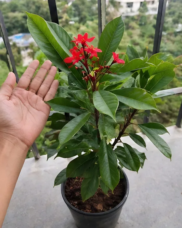 Jatropha_Plant_|_Grafted_Duttapriya_Flower_Plant_|_Red_Flower_Plant_|_Healthy_Live_Plant_Guaranteed