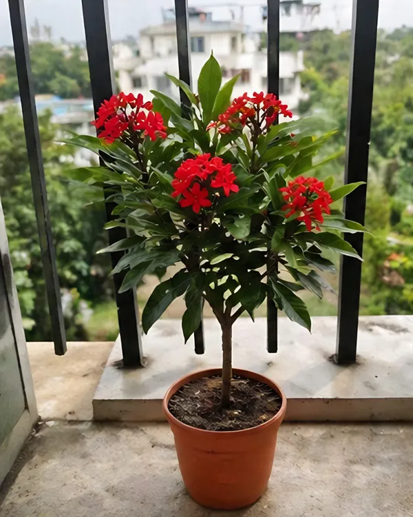 Jatropha_Plant_|_Grafted_Duttapriya_Flower_Plant_|_Red_Flower_Plant_|_Healthy_Live_Plant_Guaranteed
