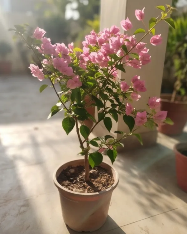 Jinnah_Bharat_Bougainvillea_Plant_|_Grafted_Classic_Indian_Bloom_Variety_|_Bright_Pink_Flowers_|_Heavy_Flowering_|_Healthy_Live_Plant_Guaranteed