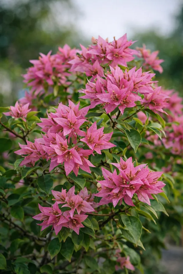 Jinnah_Bharat_Bougainvillea_Plant_|_Grafted_Classic_Indian_Bloom_Variety_|_Bright_Pink_Flowers_|_Heavy_Flowering_|_Healthy_Live_Plant_Guaranteed