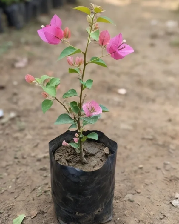 Jinnah_Bharat_Bougainvillea_Plant_|_Grafted_Classic_Indian_Bloom_Variety_|_Bright_Pink_Flowers_|_Heavy_Flowering_|_Healthy_Live_Plant_Guaranteed