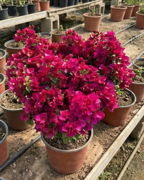 Juanita_Hatten_Bougainvillea_Plant_|_Grafted_Classic_Elegant_Bloom_Variety_|_Soft_Pink_Flowers_|_Heavy_Flowering_|_Healthy_Live_Plant_Guaranteed