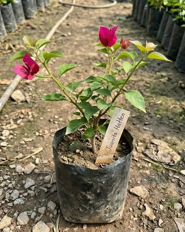 Juanita_Hatten_Bougainvillea_Plant_|_Grafted_Classic_Elegant_Bloom_Variety_|_Soft_Pink_Flowers_|_Heavy_Flowering_|_Healthy_Live_Plant_Guaranteed