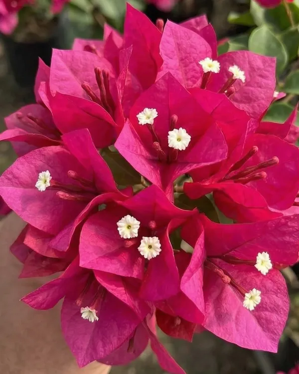Juanita_Hatten_Bougainvillea_Plant_|_Grafted_Classic_Elegant_Bloom_Variety_|_Soft_Pink_Flowers_|_Heavy_Flowering_|_Healthy_Live_Plant_Guaranteed