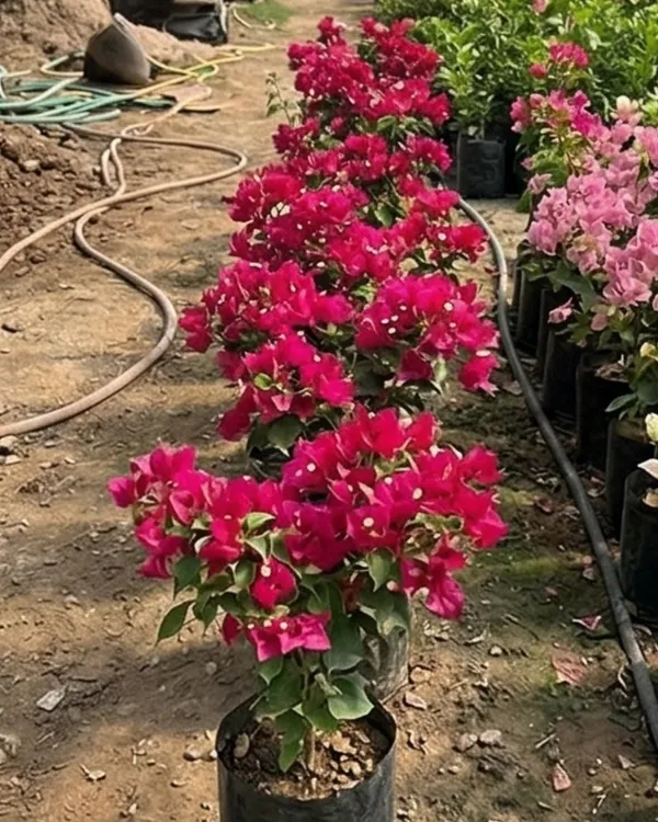 Juanita_Hatten_Bougainvillea_Plant_|_Grafted_Classic_Elegant_Bloom_Variety_|_Soft_Pink_Flowers_|_Heavy_Flowering_|_Healthy_Live_Plant_Guaranteed