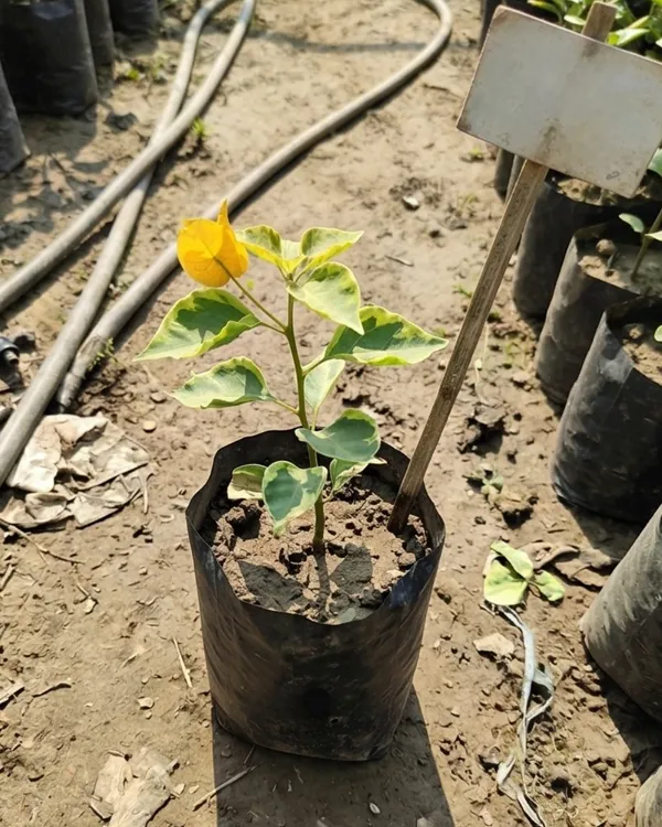 July_Gold_Bougainvillea_Plant_|_Grafted_Bright_Seasonal_Bloom_Variety_|_Golden_Yellow_Flowers_|_Heavy_Flowering_|_Healthy_Live_Plant_Guaranteed