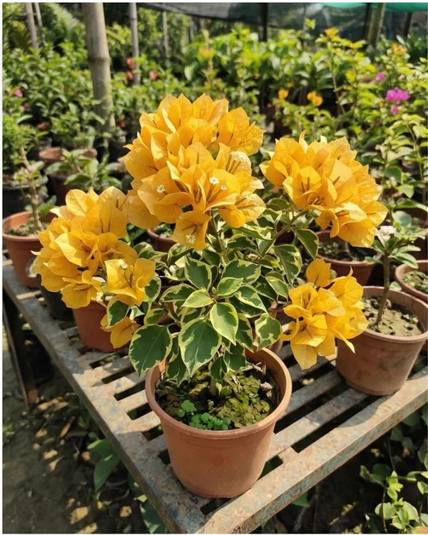 July_Gold_Bougainvillea_Plant_|_Grafted_Bright_Seasonal_Bloom_Variety_|_Golden_Yellow_Flowers_|_Heavy_Flowering_|_Healthy_Live_Plant_Guaranteed