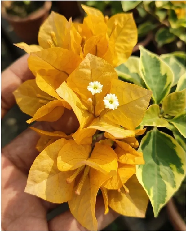July_Gold_Bougainvillea_Plant_|_Grafted_Bright_Seasonal_Bloom_Variety_|_Golden_Yellow_Flowers_|_Heavy_Flowering_|_Healthy_Live_Plant_Guaranteed