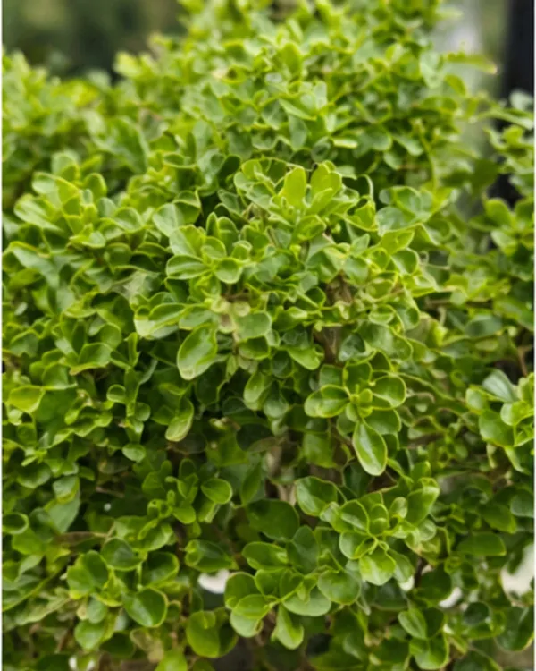 Kamini_Table_Plant_|_Grafted_Murraya_Paniculata_Dwarf_|_Fragrant_Indoor_Outdoor_Plant_|_Healthy_Live_Plant_Guaranteed