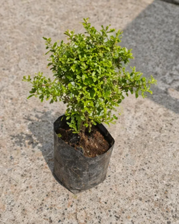 Kamini_Table_Plant_|_Grafted_Murraya_Paniculata_Dwarf_|_Fragrant_Indoor_Outdoor_Plant_|_Healthy_Live_Plant_Guaranteed