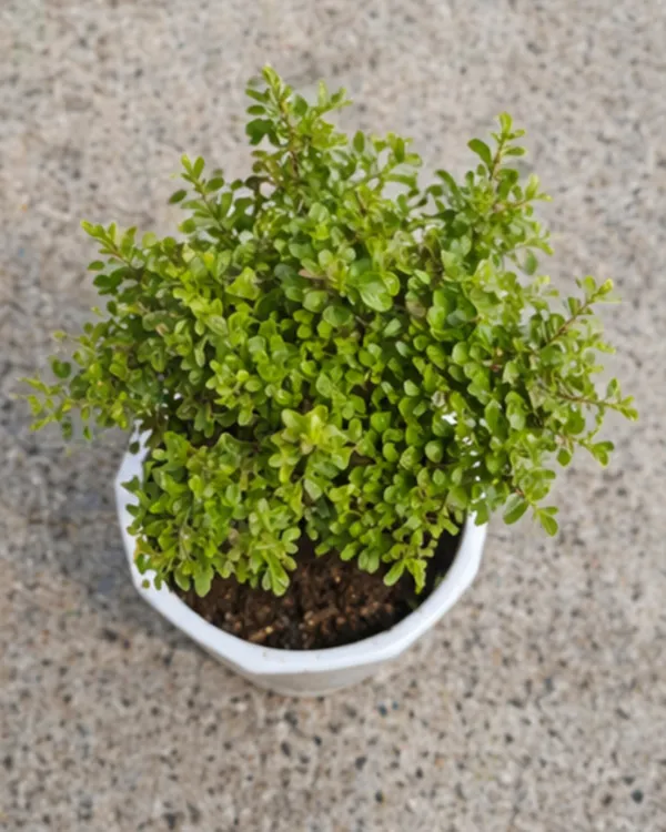 Kamini_Table_Plant_|_Grafted_Murraya_Paniculata_Dwarf_|_Fragrant_Indoor_Outdoor_Plant_|_Healthy_Live_Plant_Guaranteed
