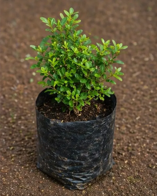 Kamini_Table_Plant_|_Grafted_Murraya_Paniculata_Dwarf_|_Fragrant_Indoor_Outdoor_Plant_|_Healthy_Live_Plant_Guaranteed