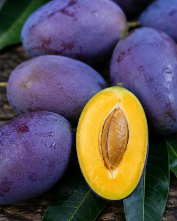 Kasturi_Mango_Plant_|_Grafted_Rare_Kasturi_Aam_Plant_|_Sweet_Aromatic_Mango_Variety_|_Healthy_Live_Plant_Guaranteed