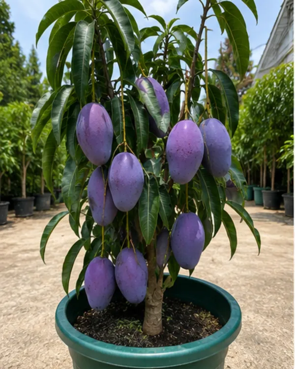 Kasturi_Mango_Plant_|_Grafted_Rare_Kasturi_Aam_Plant_|_Sweet_Aromatic_Mango_Variety_|_Healthy_Live_Plant_Guaranteed