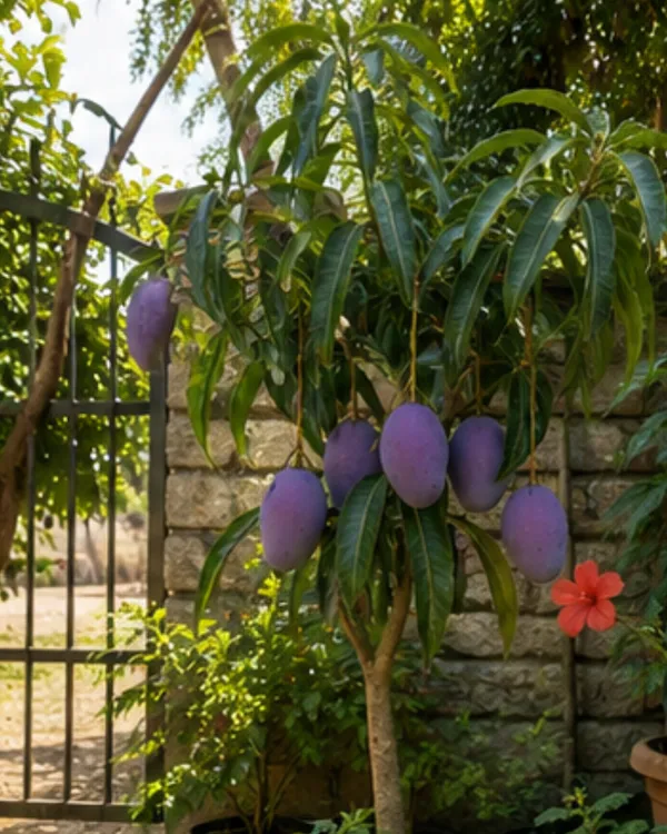 Kasturi_Mango_Plant_|_Grafted_Rare_Kasturi_Aam_Plant_|_Sweet_Aromatic_Mango_Variety_|_Healthy_Live_Plant_Guaranteed