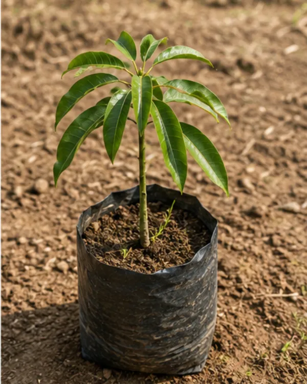 Kasturi_Mango_Plant_|_Grafted_Rare_Kasturi_Aam_Plant_|_Sweet_Aromatic_Mango_Variety_|_Healthy_Live_Plant_Guaranteed