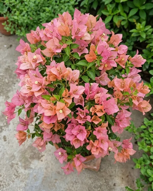 Kayata_Bougainvillea_Plant_|_Grafted_Exotic_Dual_Tone_Bloom_Variety_|_Pink_Yellow_Flowers_|_Heavy_Flowering_|_Healthy_Live_Plant_Guaranteed