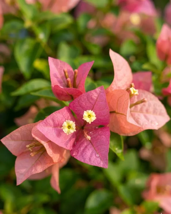 Kayata_Bougainvillea_Plant_|_Grafted_Exotic_Dual_Tone_Bloom_Variety_|_Pink_Yellow_Flowers_|_Heavy_Flowering_|_Healthy_Live_Plant_Guaranteed