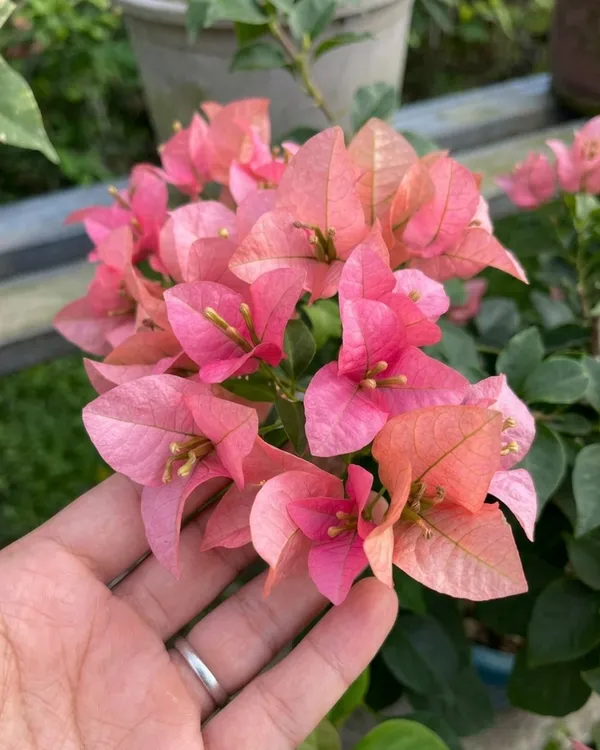 Kayata_Bougainvillea_Plant_|_Grafted_Exotic_Dual_Tone_Bloom_Variety_|_Pink_Yellow_Flowers_|_Heavy_Flowering_|_Healthy_Live_Plant_Guaranteed