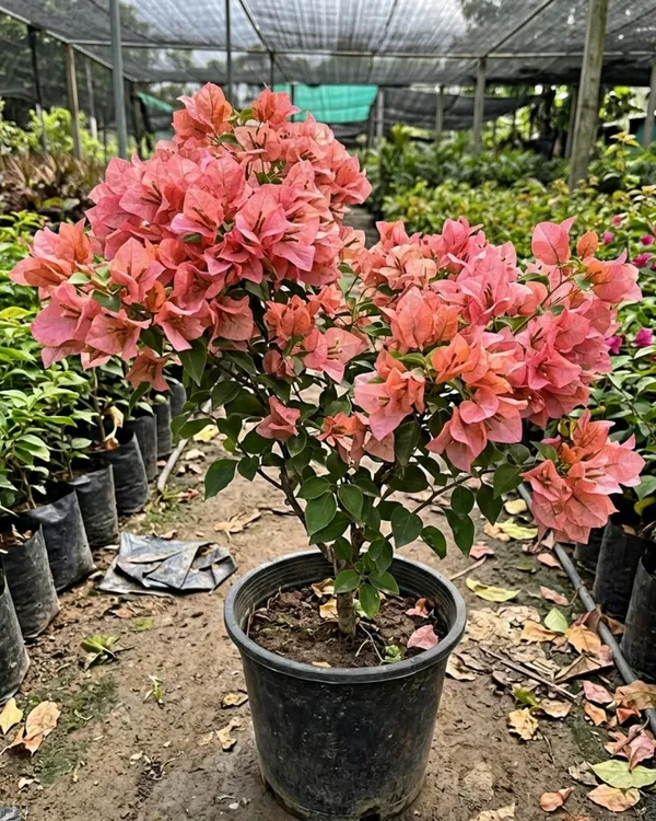 Kayata_Bougainvillea_Plant_|_Grafted_Exotic_Dual_Tone_Bloom_Variety_|_Pink_Yellow_Flowers_|_Heavy_Flowering_|_Healthy_Live_Plant_Guaranteed