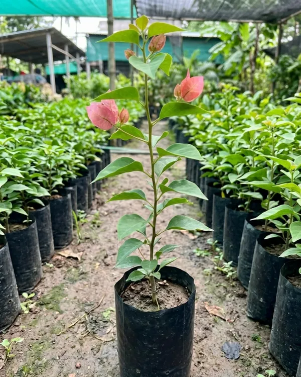 Kayata_Bougainvillea_Plant_|_Grafted_Exotic_Dual_Tone_Bloom_Variety_|_Pink_Yellow_Flowers_|_Heavy_Flowering_|_Healthy_Live_Plant_Guaranteed