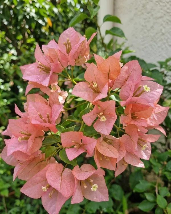 Kayata_Bougainvillea_Plant_|_Grafted_Exotic_Dual_Tone_Bloom_Variety_|_Pink_Yellow_Flowers_|_Heavy_Flowering_|_Healthy_Live_Plant_Guaranteed