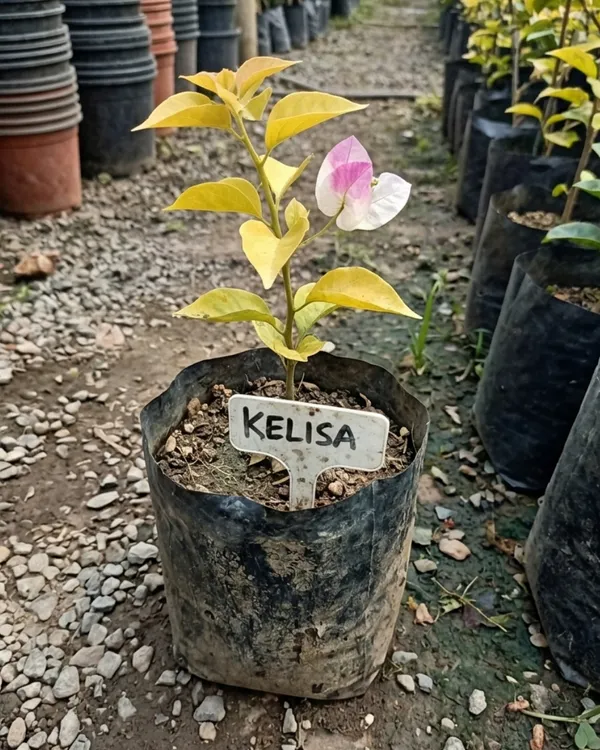 Kelisa_Bougainvillea_Plant_|_Grafted_Exotic_Compact_Bloom_Variety_|_Bright_Pink_Flowers_|_Heavy_Flowering_|_Healthy_Live_Plant_Guaranteed