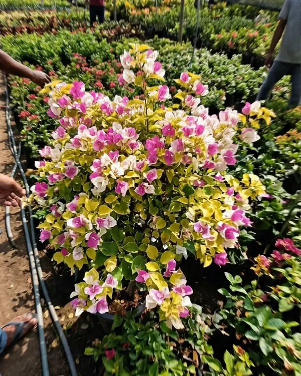 Kelisa_Bougainvillea_Plant_|_Grafted_Exotic_Compact_Bloom_Variety_|_Bright_Pink_Flowers_|_Heavy_Flowering_|_Healthy_Live_Plant_Guaranteed