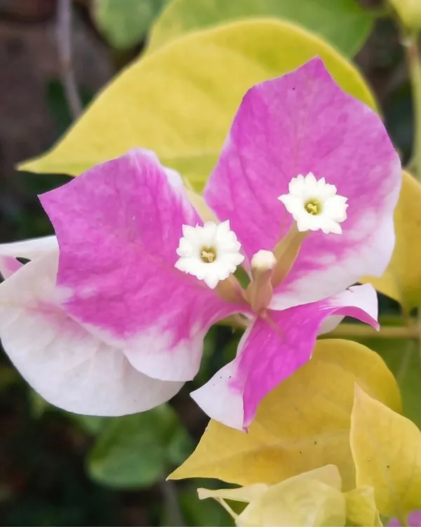 Kelisa_Bougainvillea_Plant_|_Grafted_Exotic_Compact_Bloom_Variety_|_Bright_Pink_Flowers_|_Heavy_Flowering_|_Healthy_Live_Plant_Guaranteed