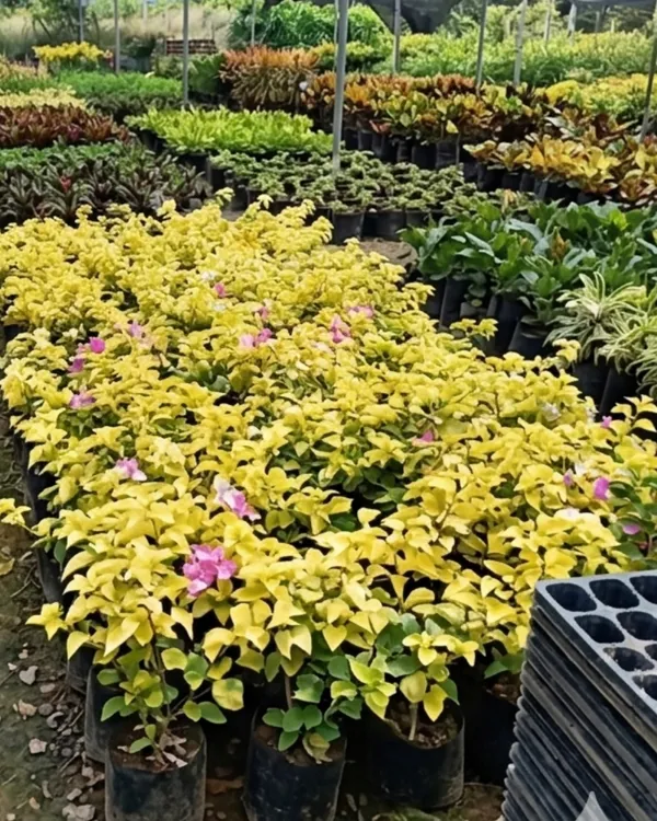 Kelisa_Bougainvillea_Plant_|_Grafted_Exotic_Compact_Bloom_Variety_|_Bright_Pink_Flowers_|_Heavy_Flowering_|_Healthy_Live_Plant_Guaranteed