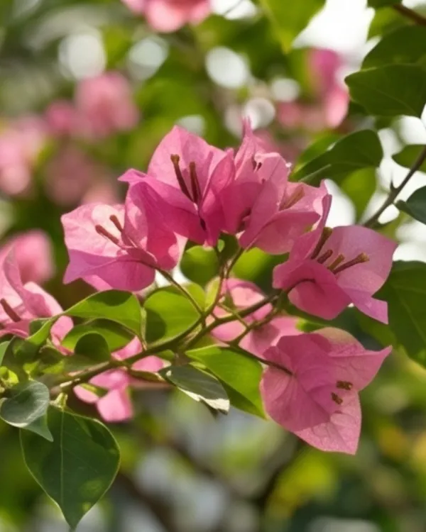 Kimpui_Bougainvillea_Plant_|_Grafted_Exotic_Dual_Tone_Bloom_Variety_|_Pink_Orange_Flowers_|_Heavy_Flowering_|_Healthy_Live_Plant_Guaranteed