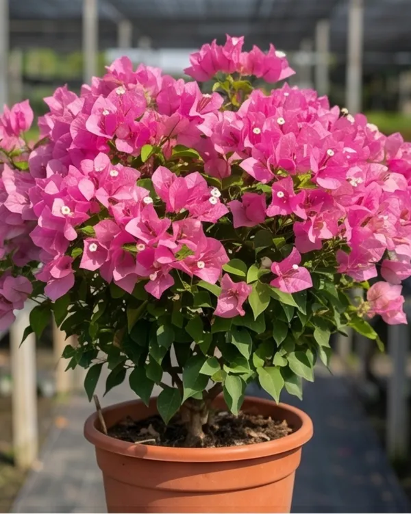 Kimpui_Bougainvillea_Plant_|_Grafted_Exotic_Dual_Tone_Bloom_Variety_|_Pink_Orange_Flowers_|_Heavy_Flowering_|_Healthy_Live_Plant_Guaranteed