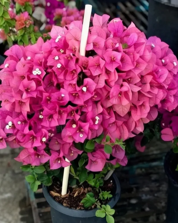 Kimpui_Bougainvillea_Plant_|_Grafted_Exotic_Dual_Tone_Bloom_Variety_|_Pink_Orange_Flowers_|_Heavy_Flowering_|_Healthy_Live_Plant_Guaranteed