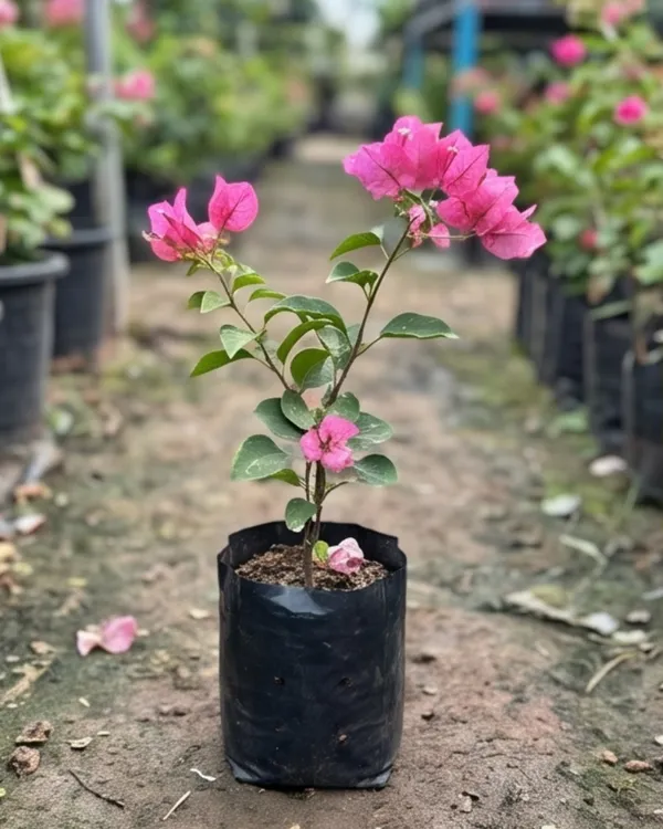 Kimpui_Bougainvillea_Plant_|_Grafted_Exotic_Dual_Tone_Bloom_Variety_|_Pink_Orange_Flowers_|_Heavy_Flowering_|_Healthy_Live_Plant_Guaranteed