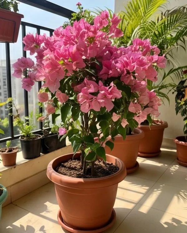 Kimpui_Bougainvillea_Plant_|_Grafted_Exotic_Dual_Tone_Bloom_Variety_|_Pink_Orange_Flowers_|_Heavy_Flowering_|_Healthy_Live_Plant_Guaranteed