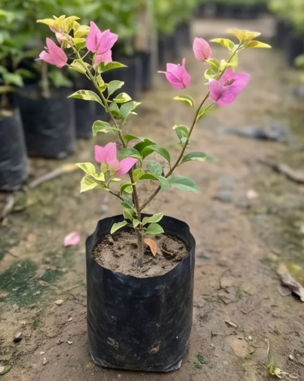 Kopi_Batik_Bougainvillea_Plant_|_Grafted_Rare_Patterned_Bloom_Variety_|_Cream_Brown_Pink_Flowers_|_Heavy_Flowering_|_Healthy_Live_Plant_Guaranteed