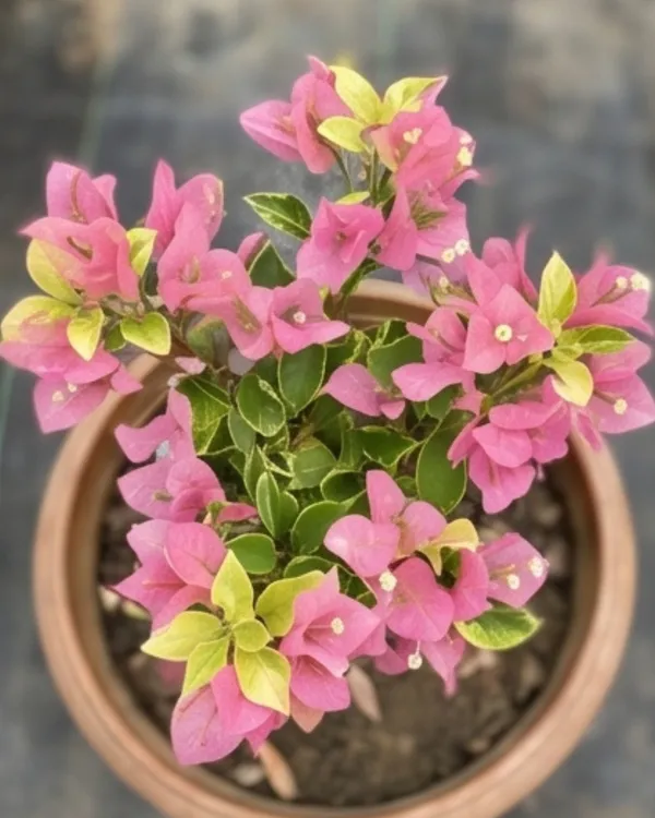 Kopi_Batik_Bougainvillea_Plant_|_Grafted_Rare_Patterned_Bloom_Variety_|_Cream_Brown_Pink_Flowers_|_Heavy_Flowering_|_Healthy_Live_Plant_Guaranteed