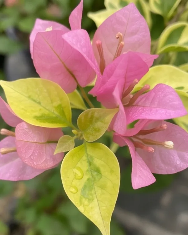 Kopi_Batik_Bougainvillea_Plant_|_Grafted_Rare_Patterned_Bloom_Variety_|_Cream_Brown_Pink_Flowers_|_Heavy_Flowering_|_Healthy_Live_Plant_Guaranteed