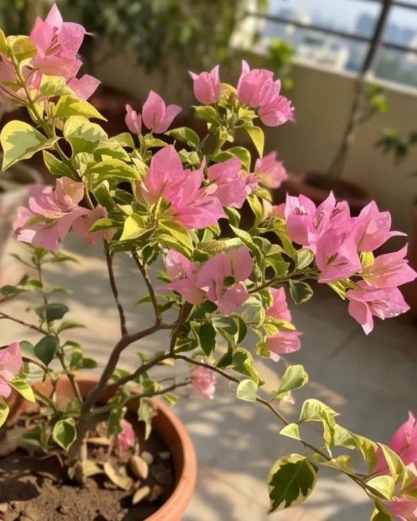 Kopi_Batik_Bougainvillea_Plant_|_Grafted_Rare_Patterned_Bloom_Variety_|_Cream_Brown_Pink_Flowers_|_Heavy_Flowering_|_Healthy_Live_Plant_Guaranteed