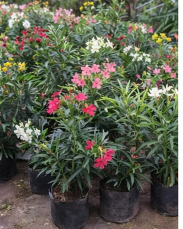 Korobi_Mix_Colour_Plant_|_Grafted_Oleander_Mix_Flower_Plant_|_Outdoor_Flowering_Plant_|_Healthy_Live_Plant_Guaranteed