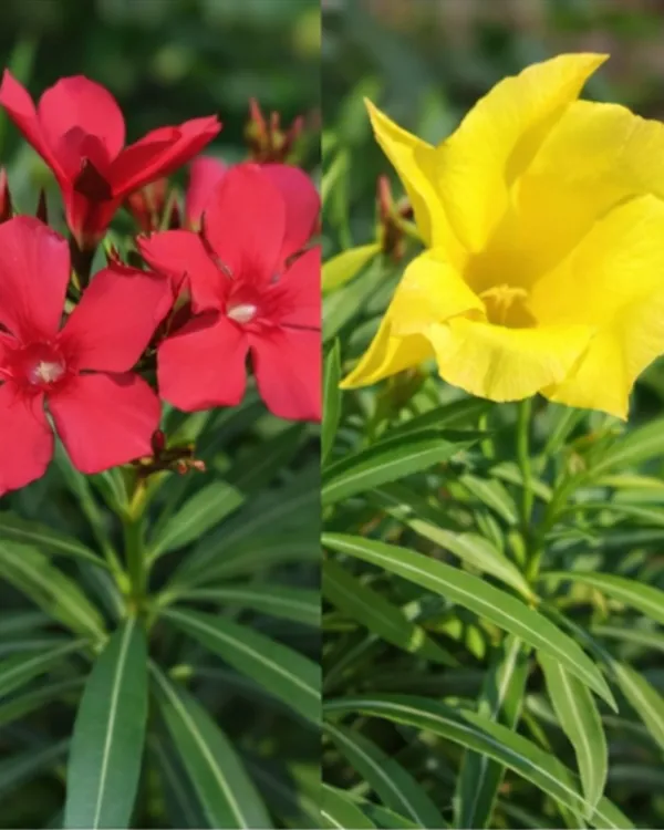 Korobi_Mix_Colour_Plant_|_Grafted_Oleander_Mix_Flower_Plant_|_Outdoor_Flowering_Plant_|_Healthy_Live_Plant_Guaranteed