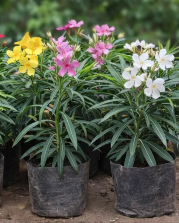 Korobi_Mix_Colour_Plant_|_Grafted_Oleander_Mix_Flower_Plant_|_Outdoor_Flowering_Plant_|_Healthy_Live_Plant_Guaranteed