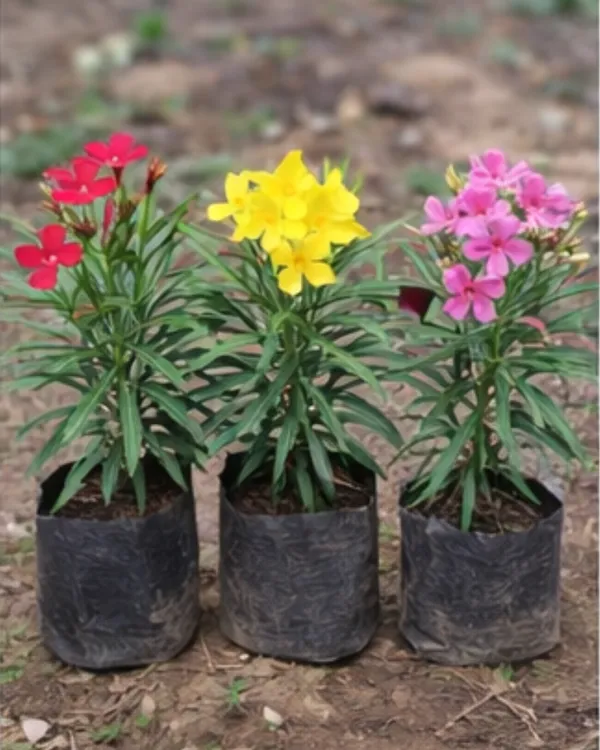 Korobi_Mix_Colour_Plant_|_Grafted_Oleander_Mix_Flower_Plant_|_Outdoor_Flowering_Plant_|_Healthy_Live_Plant_Guaranteed