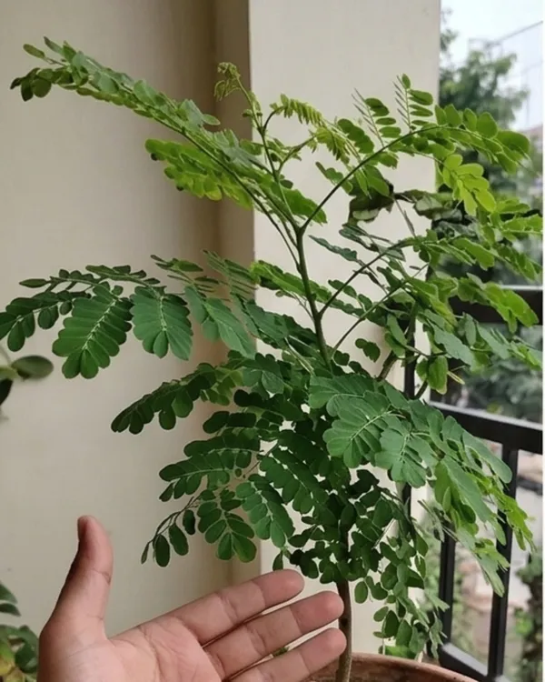 Krishnachura_Dwarf_Plant_|_Grafted_Dwarf_Gulmohar_Red_|_Flowering_Tree_Plant_|_Healthy_Live_Plant_Guaranteed