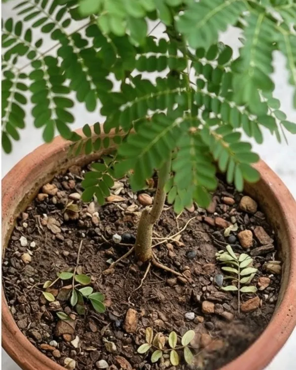 Krishnachura_Dwarf_Plant_|_Grafted_Dwarf_Gulmohar_Red_|_Flowering_Tree_Plant_|_Healthy_Live_Plant_Guaranteed