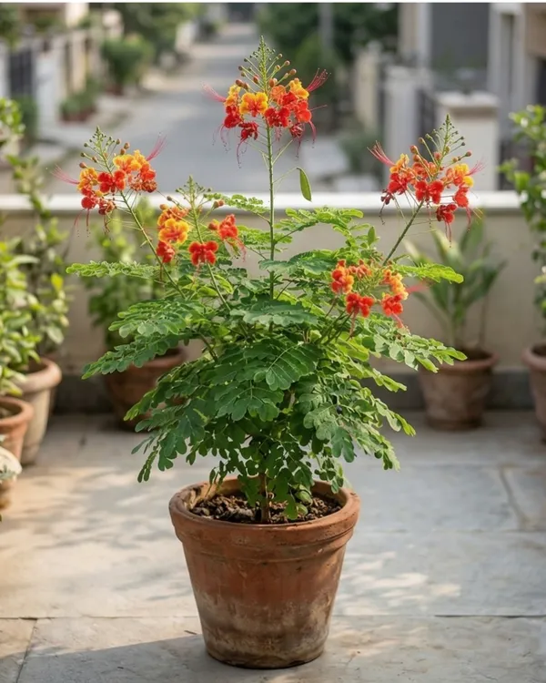 Krishnachura_Dwarf_Plant_|_Grafted_Dwarf_Gulmohar_Red_|_Flowering_Tree_Plant_|_Healthy_Live_Plant_Guaranteed